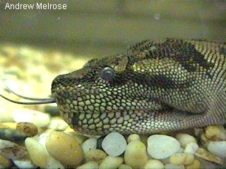 Arafura File Snake - Acrochordus arafurae